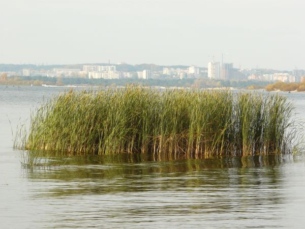 tall grass  texture